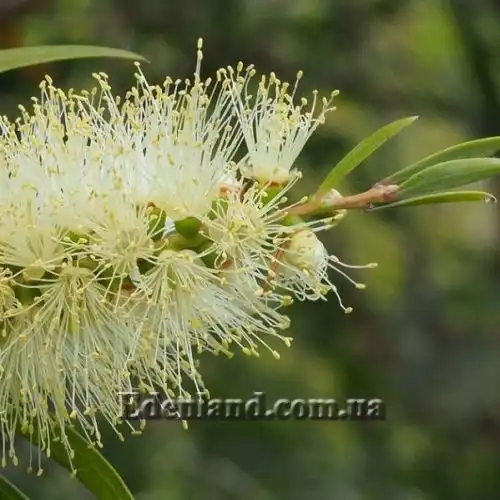 Изображение Мелалеука Лофанта - Melaleuca lophantha