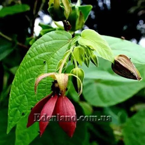 Зображення Аброма велична  - Abroma augusta