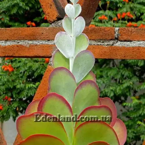 Изображение Каланхоэ Лусия - Kalanchoe luciae