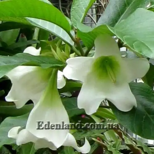 Изображение цветение