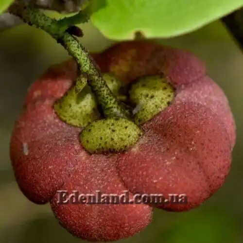 Изображение Увария вогнутая - Uvaria concava