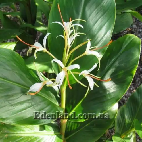 Зображення Гедіхіум колосистий - Hedychium spicatum