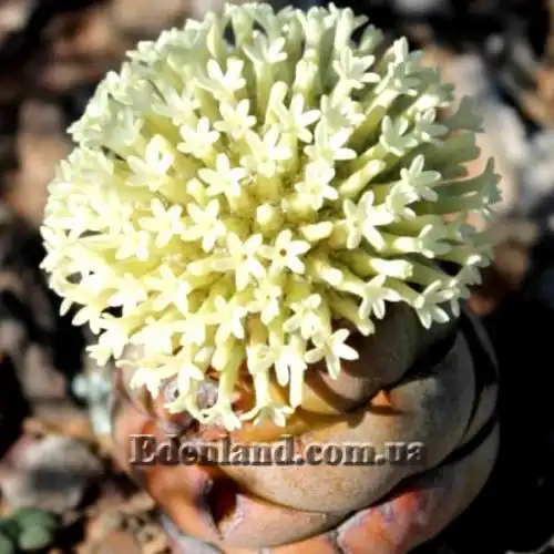 Изображение Крассула столбчатая - Crassula columnaris