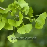 Изображение Гинкго двулопастный - Ginkgo biloba