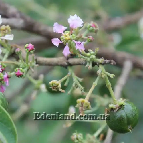 Изображение Мальпигия мексиканская - Malpighia mexicana