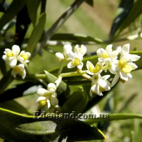 Зображення квіти