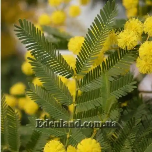 Изображение Акация беловатая (серебристая) - Acacia dealbata