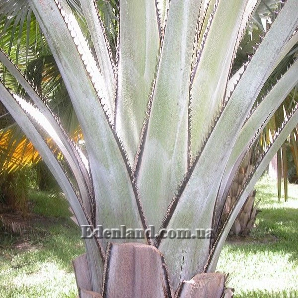 Зображення Коперниція Бейлі - Copernicia baileyana