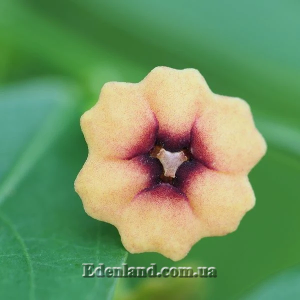 Изображение мужской цветок