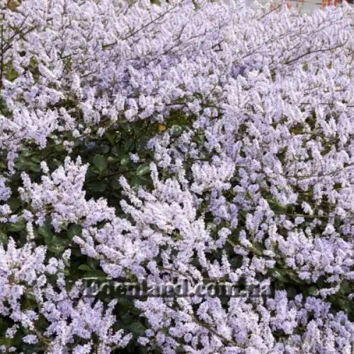 Изображение Вероника Халка - Veronica hulkeana