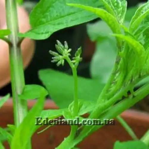 Изображение Паслен карипенс,  Тзимбало - Solanum caripense 