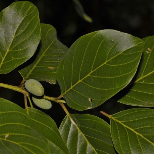 Изображение Берхемия двухцветная  - Berchemia discolor 