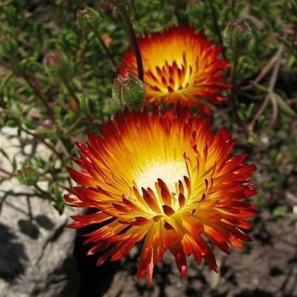 Зображення Дрозантема двокольорова - Drosanthemum bicolor