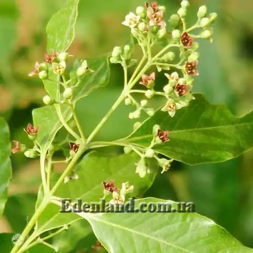 Зображення цветы