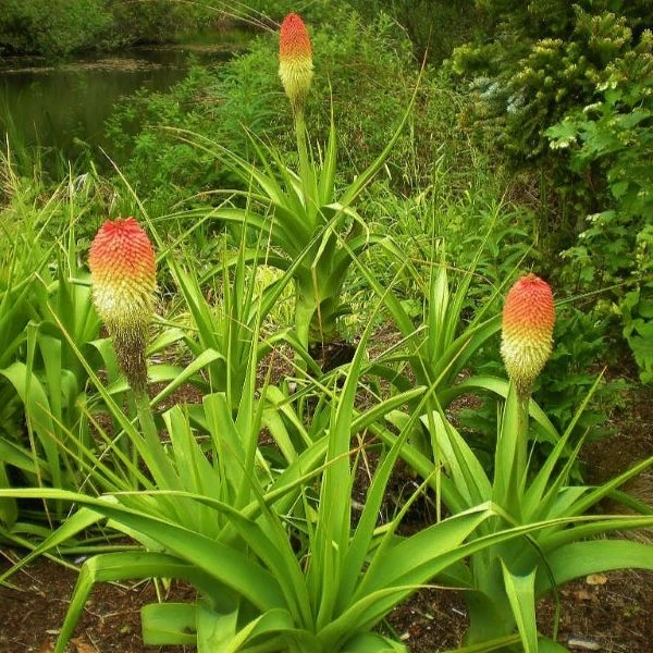 Кніпхофія Норт - Kniphofia northiae