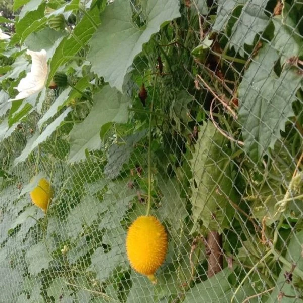 Зображення Момордика дводомна - Momordica dioica  