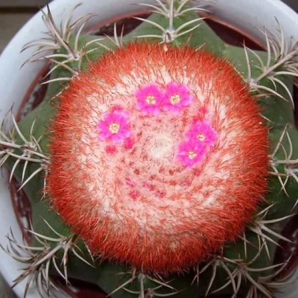 Изображение Мелокактус Нери  - Melocactus neryi
