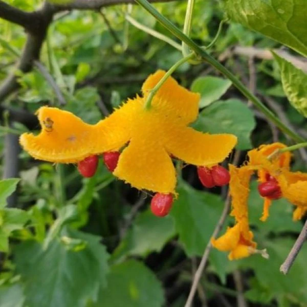 Зображення Момордика дводомна - Momordica dioica  