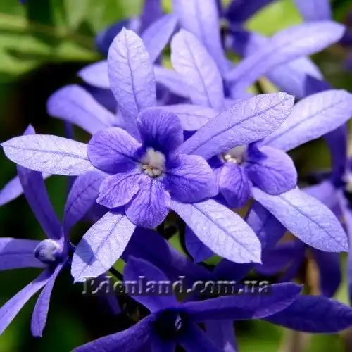 Петрея кучерява - Petrea volubilis