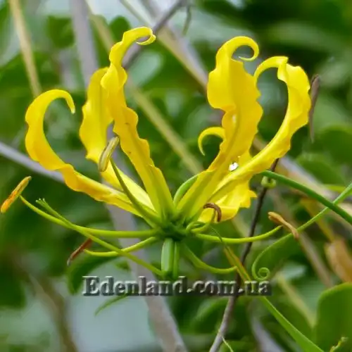 Изображение Глориоза роскошная желтая - Gloriosa superba Yellow 