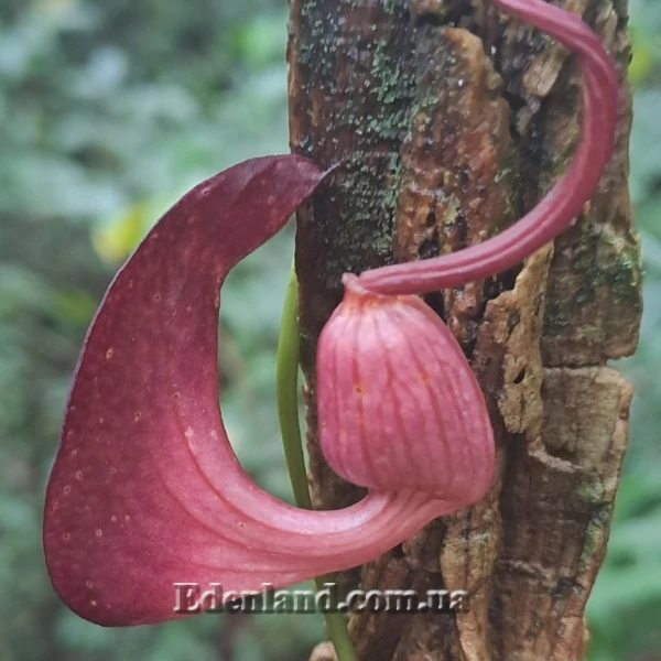 Изображение Аристолохия беложильчатая  - Aristolochia leuconeura