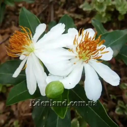 Зображення Ксилотека Крауса - Xylotheca kraussiana 