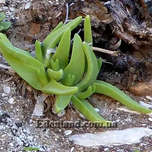 Изображение молодые растения