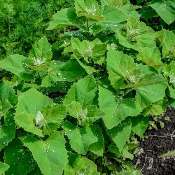 Изображение Атриплекс садовый  - Atriplex hortensis