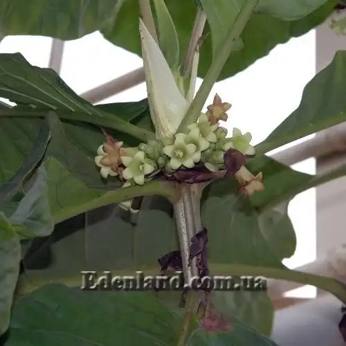 Изображение цветение