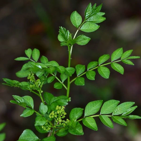 Изображение Зантоксилум подражающий - Zanthoxylum simulans  