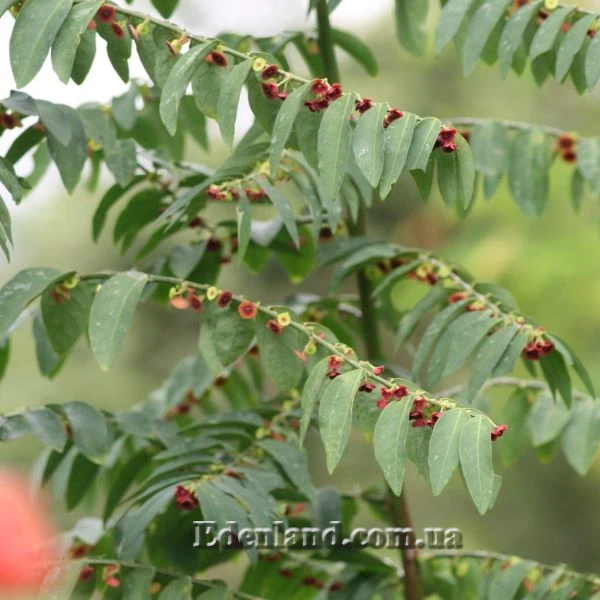 Изображение цветущее растение