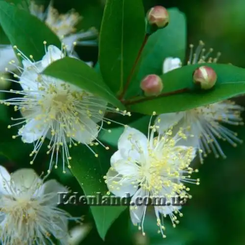 Изображение Мирт обыкновенный - Myrtus communis