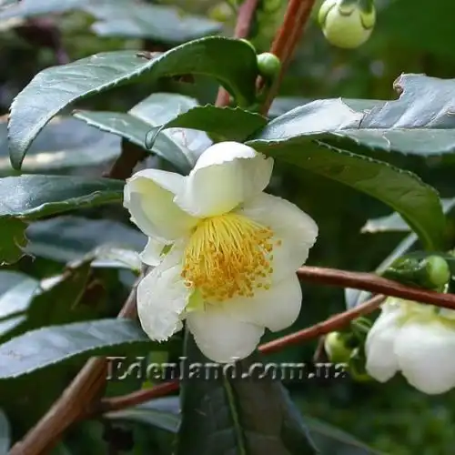 Камелія китайська, Чайний кущ - Camellia sinensis
