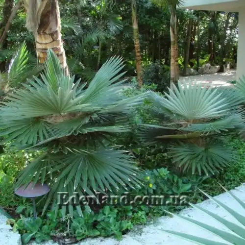 Изображение Коккотринакс борхидиана - Coccothrinax borhidiana