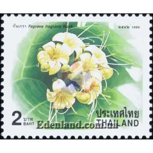 Изображение Фагрея душистая - Fagraea fragrans