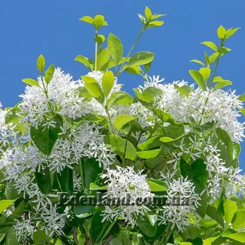 Изображение Хионантус притупленный  - Chionanthus retusus 