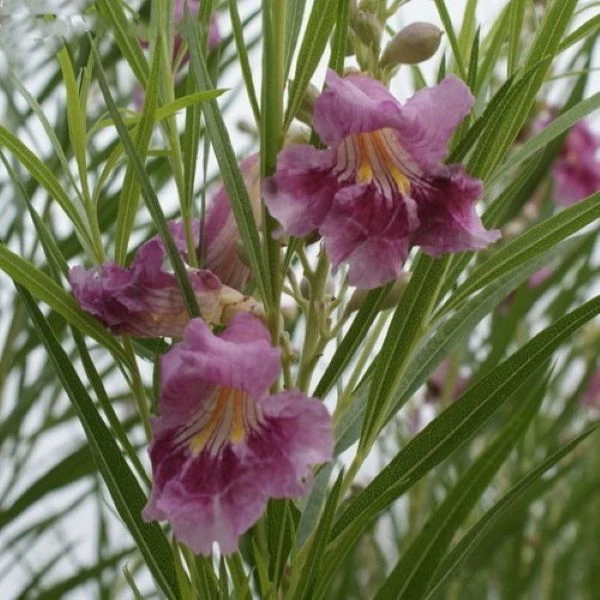 Зображення Хілопсис лінійний - Chilopsis linearis 