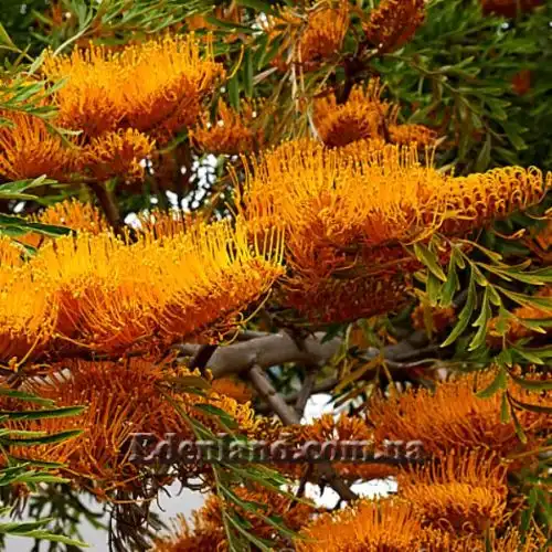 Изображение Гревиллея мощная - Grevillea robusta 