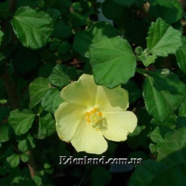 Зображення Павонія обгризена - Pavonia praemorsa