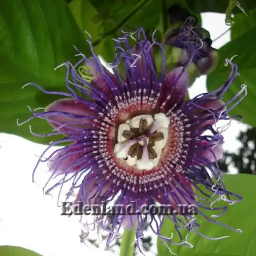 Изображение Пассифлора четырехугольная - Pasiflora quadrangularisи