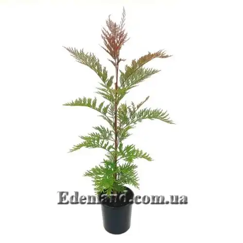 Изображение Гревиллея мощная - Grevillea robusta 