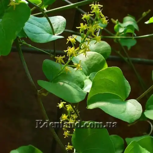 Зображення Діоскорея кавказька - Dioscorea caucasica 