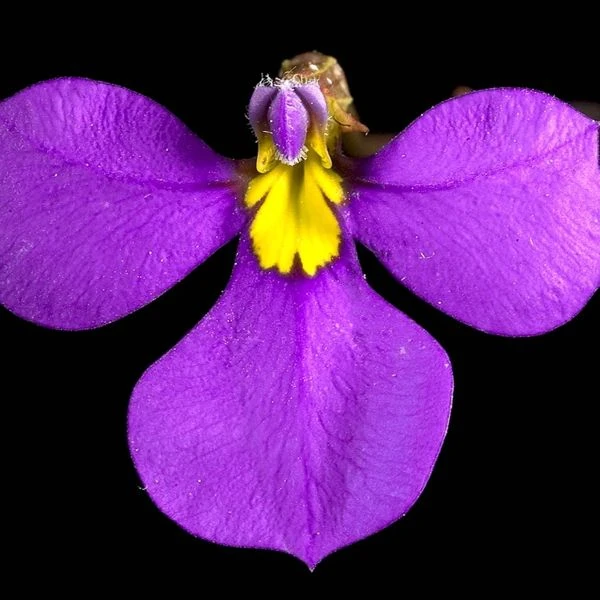 Зображення Зигоморфна квітка