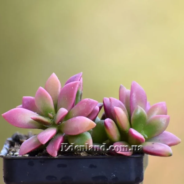 Изображение Анакампсерос краснеющий Санрайз  - Anacampseros rufescens cv 'Sunrise'