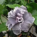 Изображение Гибискус - Marianne Charlton