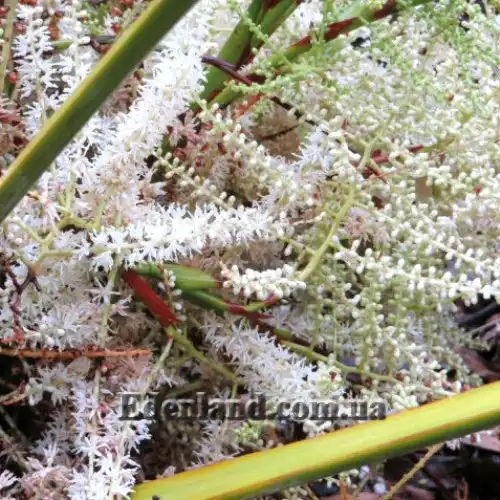 Зображення цвітіння