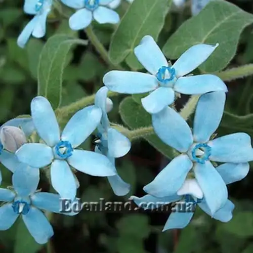 Твидия лазурная - Tweedia caerulea