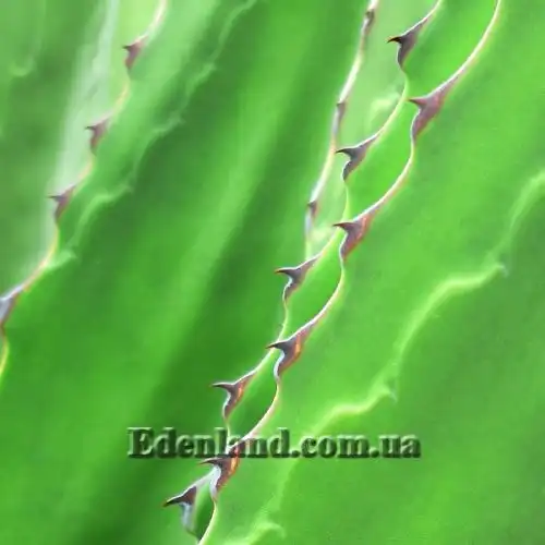 Изображение Агава Джентри - Agave gentryi