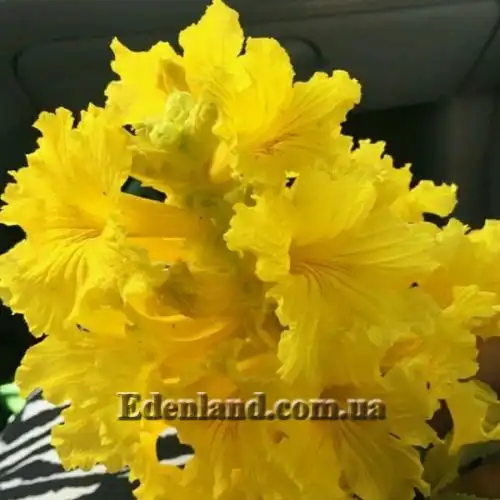 Изображение Табебуя золотистоцветковая - Tabebuia chrysantha