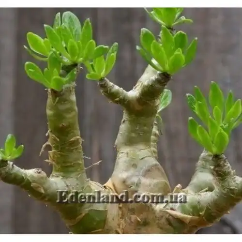 Изображение Тилекодон метельчатый  - Tylecodon paniculatus